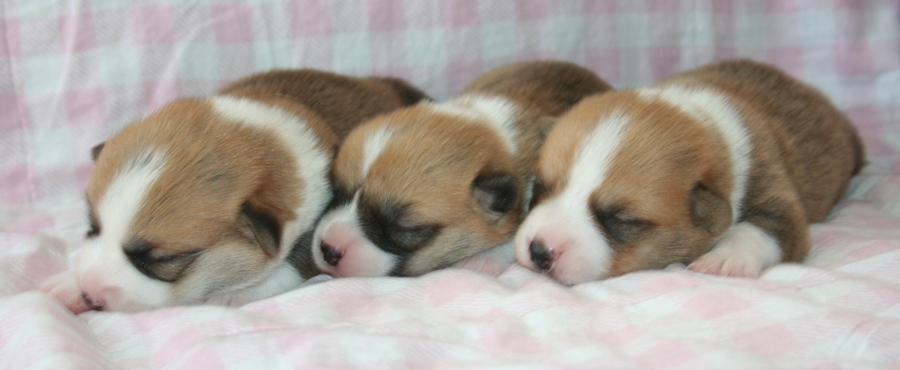 Puppies